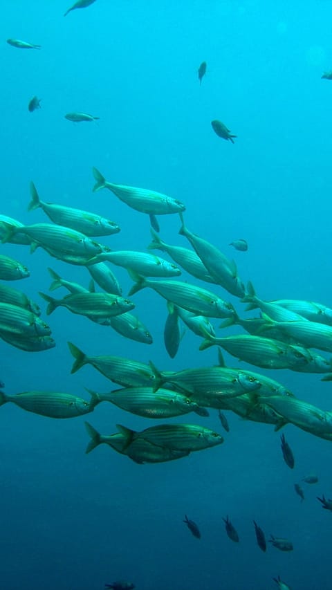 fish in ocean