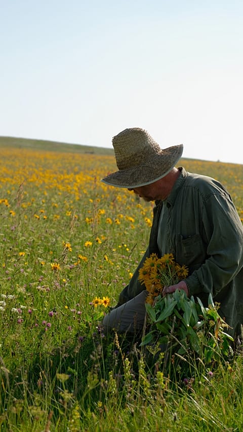 man in arnica field