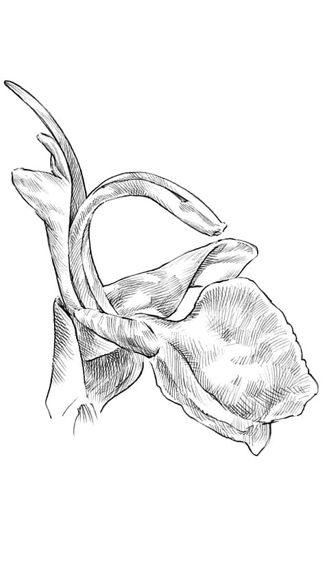 dettaglio foglia di rosmarino