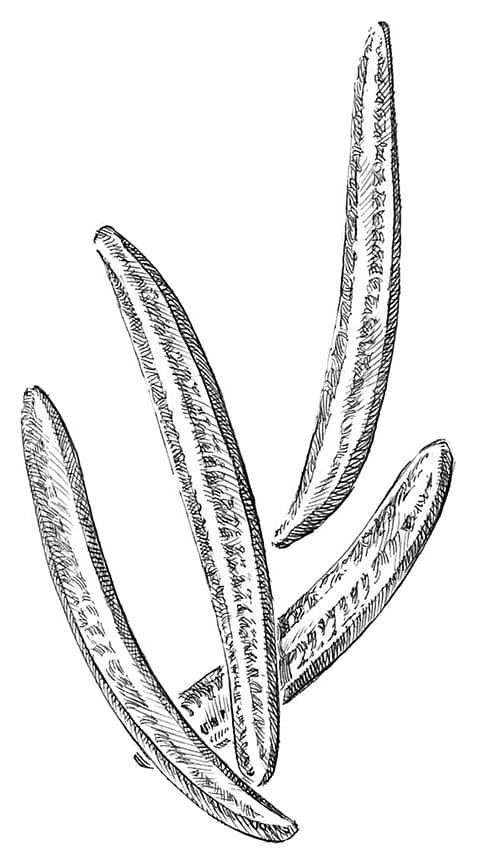 foglia di rosmarino