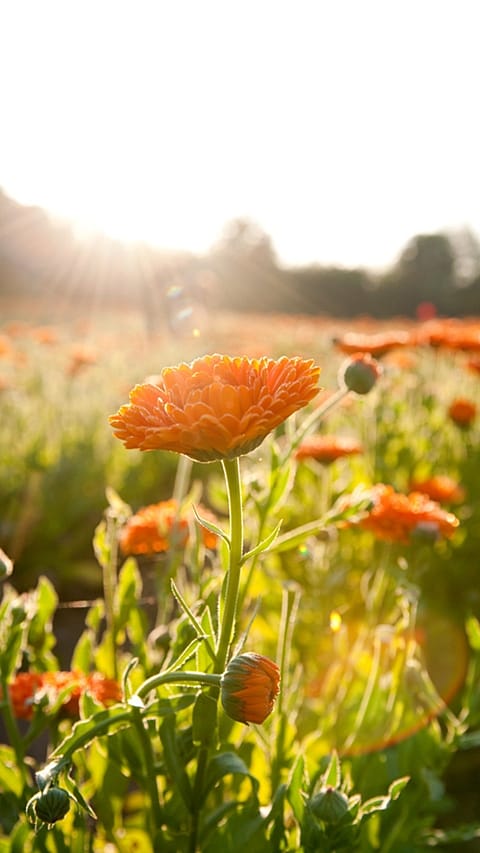 Fiore di calendula al sole in mezzo ad un campo
