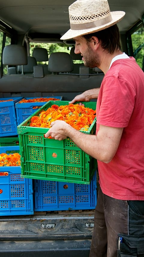 Signore solleva una cesta piena di calendula raccolta