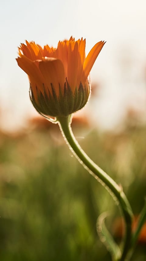 Fiore di calendula sbocciato al sole