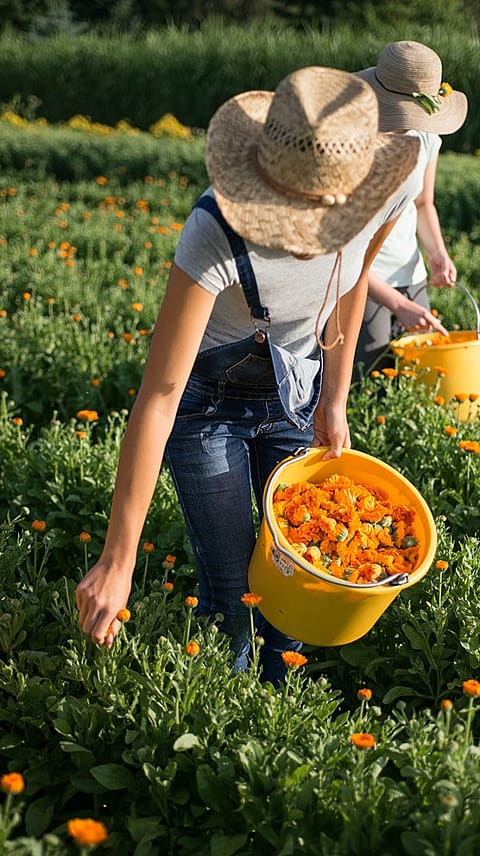 raccolta della calendula