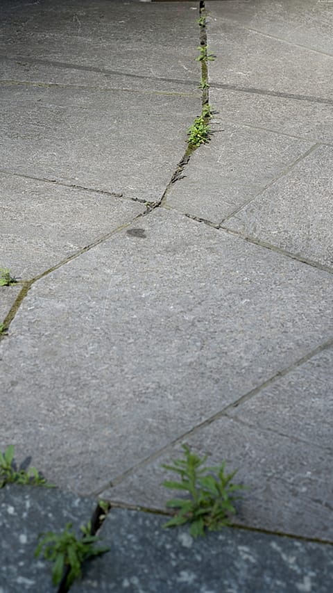 Una crepa sul pavimento da cui esce l'erba