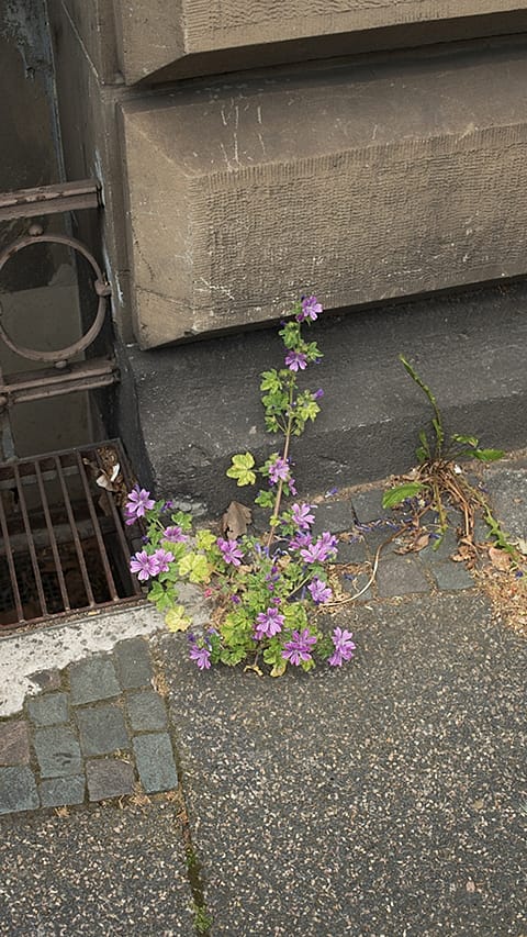 Al late dell'asfalto escono dei fiori selvatici