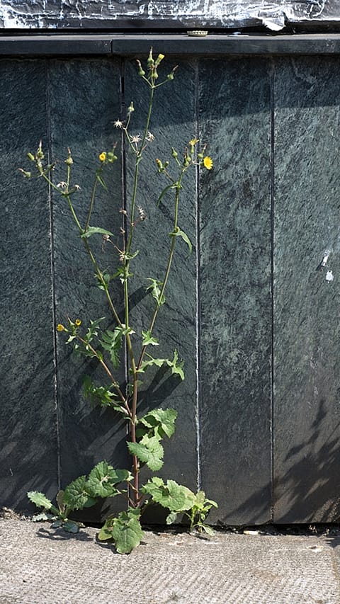Un bordo di strada da cui esce una pianta con fiore