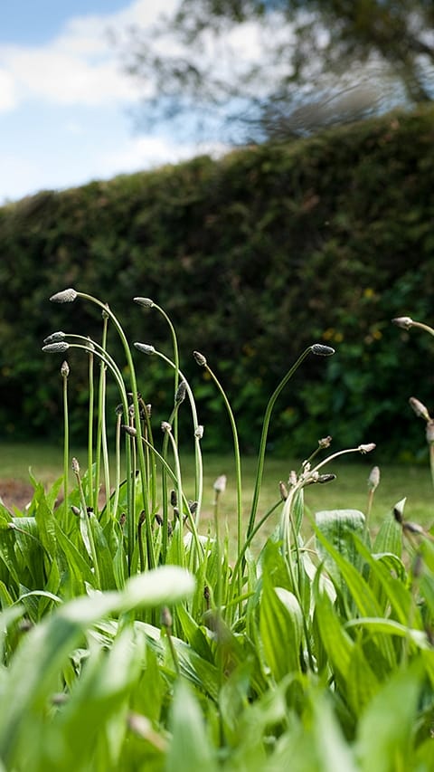 Fiorellini in un giardino