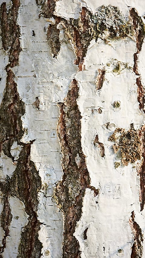 Corteccia di un albero di betulla