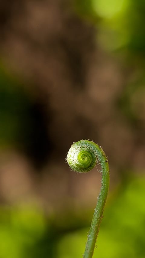 Pianta verde arricciolata