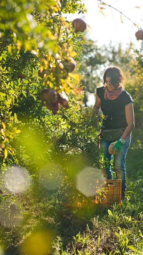 Donna lavora in un campo di melograno