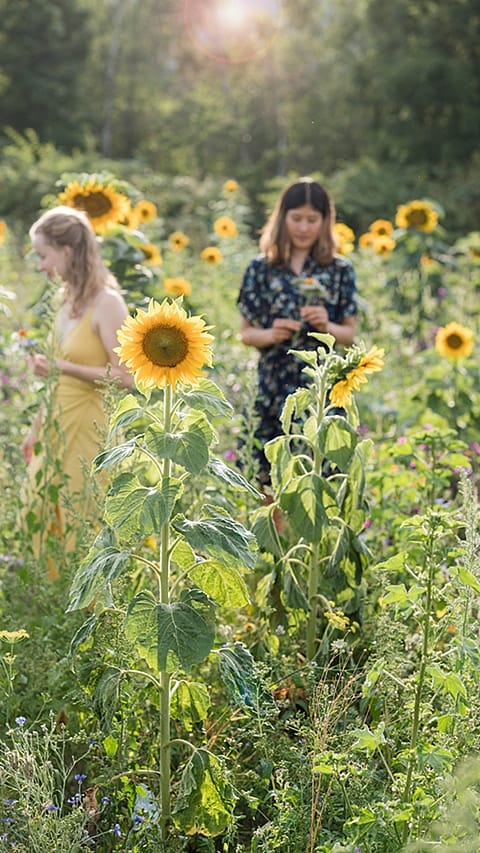 Ragazze in un campo di girasoli