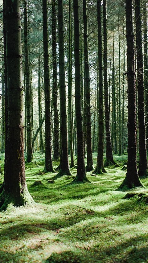 Foresta magica