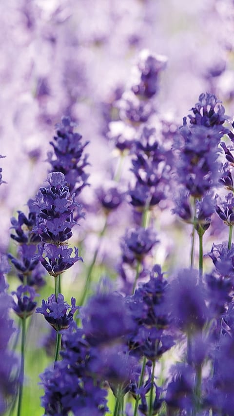 Lavanda in fiore