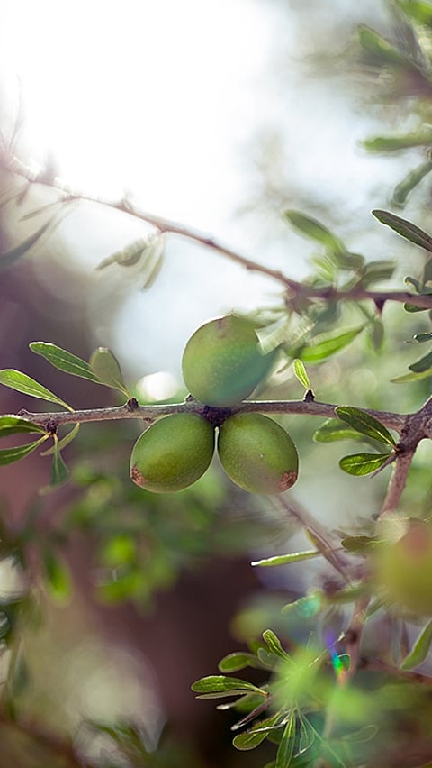 Primo piano di olive sull'albero