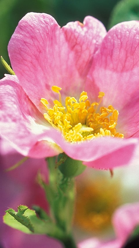 Fiore di rosa