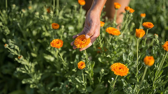 Giardiniere che raccoglie la calendula dal campo