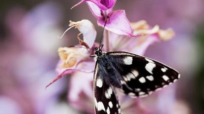 Farfalla sul fiore