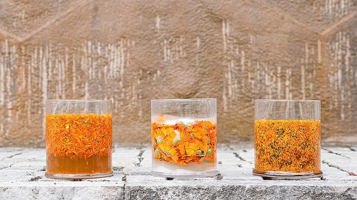 Fiori di calendula in vasi