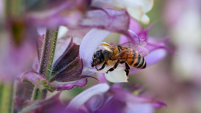 Ape sul fiore della viola del pensiero