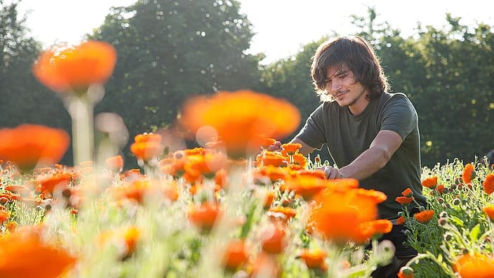 Uomo in mezzo ad un campo di fiori di calendula