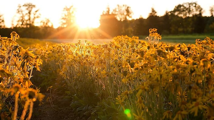 Campo di fiori di calendula al sole