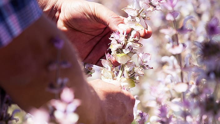 Uomo che raccoglie la salvia con le mani