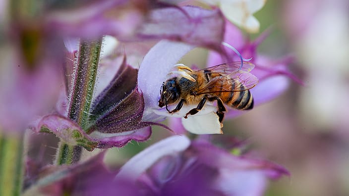 Fiori di salvia con ape