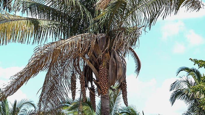 pianta di palma