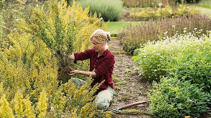 donna che pianta un albero