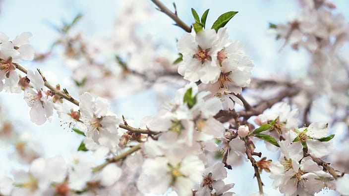 Fiore di mandorlo