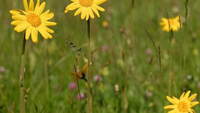 Campo di fiori di arnica