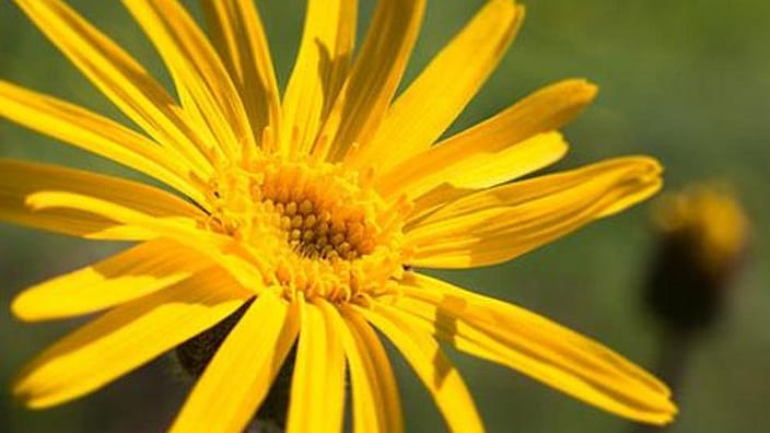 Fiore di Arnica