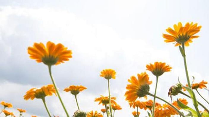 Fiore di calendula