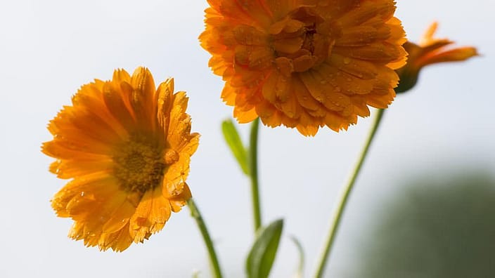 Fiore di calendula