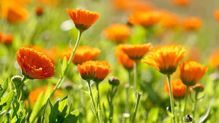 Fiore di calendula