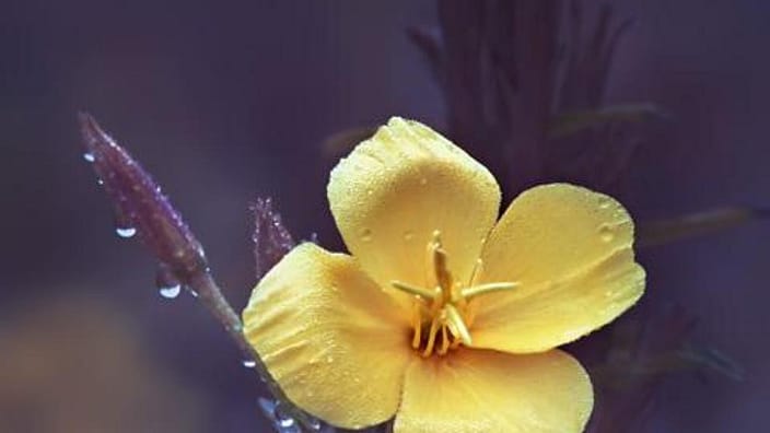 Fiore di enotera