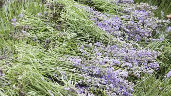 Fiori di lavanda