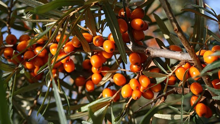 29 / 5.000 Übersetzungsergebnisse Arbusto con frutti di olivello spinoso