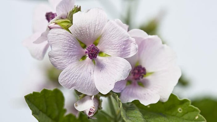 Fiore di malva bianco