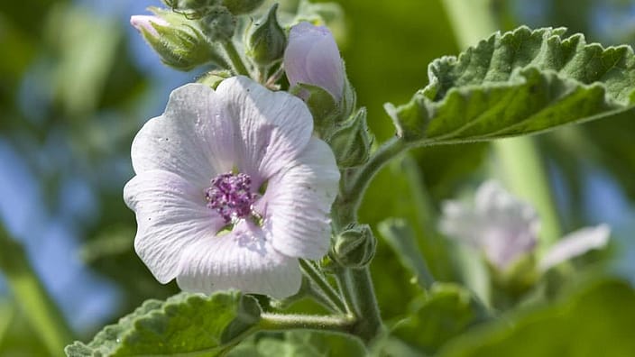 Fiore di malva bianco