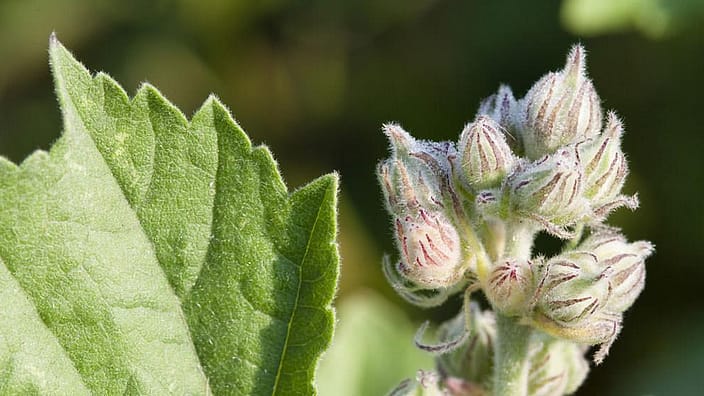 Fiore di malva bianco