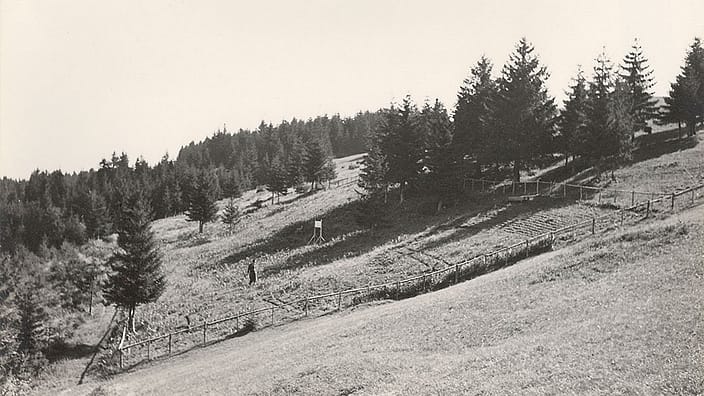 Immagine storica della raccolta dell'arnica