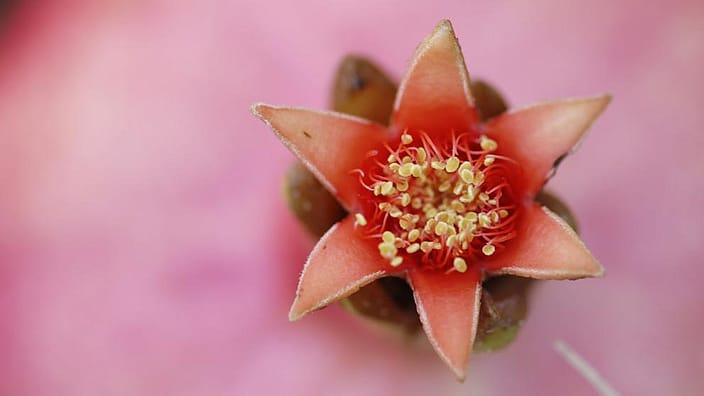 Fiore di melograno