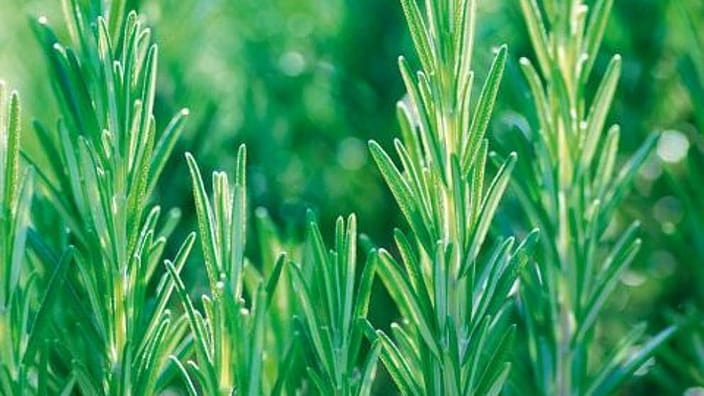rosemary leadplant