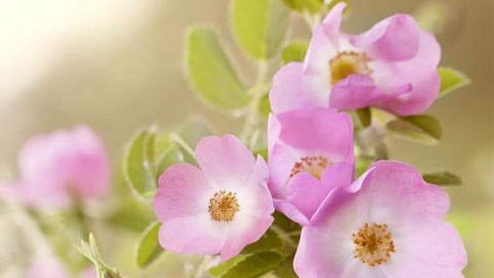 Fiore di rosa