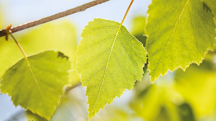 Foglie di betulla