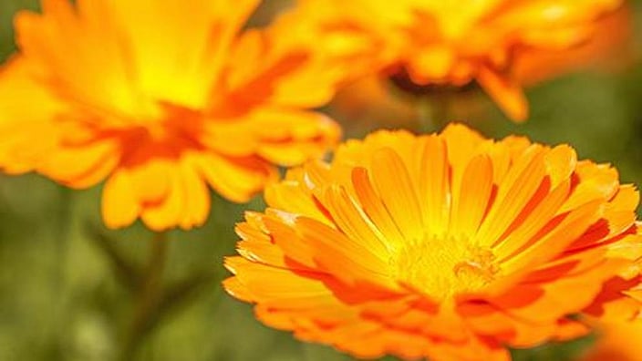 Fiore di calendula