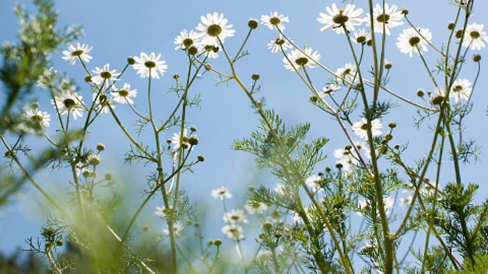 Fiori contro un cielo blu