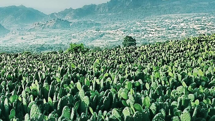 Campo di cactus con montagne sullo sfondo